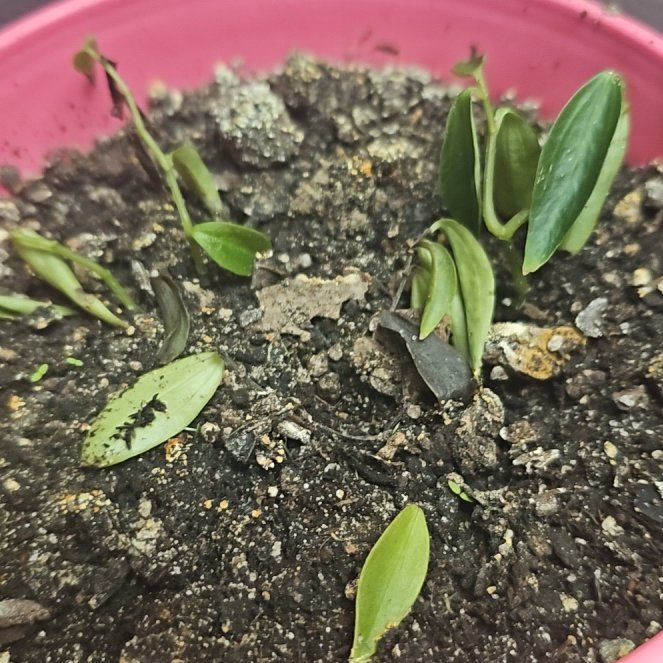 Photo of the plant species Asiatic Dayflower by @YesMoss6 named Taylor Swift on Greg, the plant care app