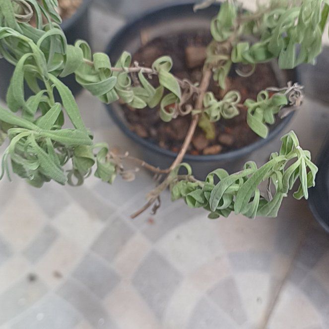 Photo of the plant species Willow-Leaved Justicia by @YesRedclaws64 named Kardashian on Greg, the plant care app