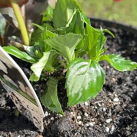 Photo of the plant species SunPatiens Compact White by @st3v3ybg named White sun patients on Greg, the plant care app