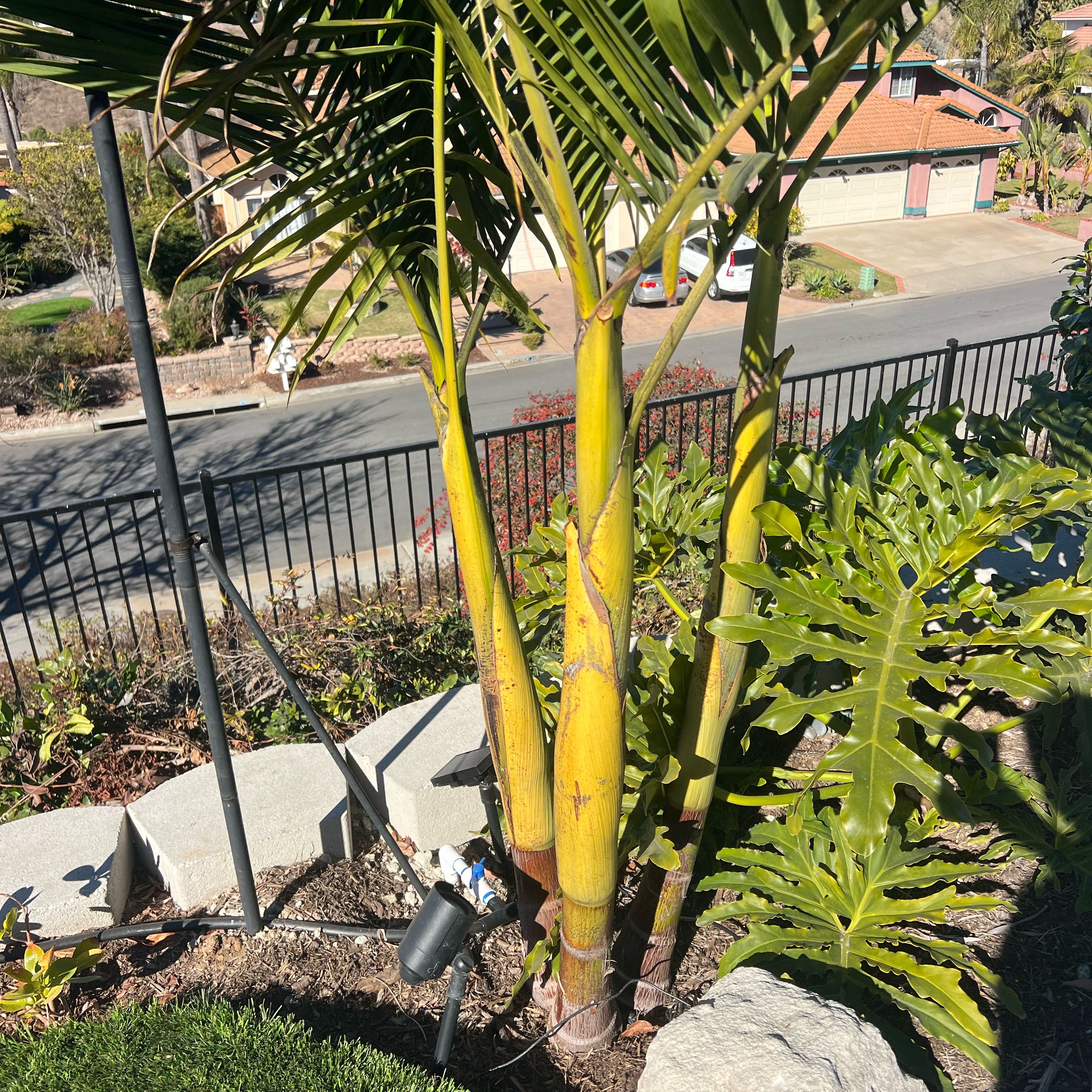 Photo of the plant species King Palm by @ImpishEncina13 named Miley on Greg, the plant care app