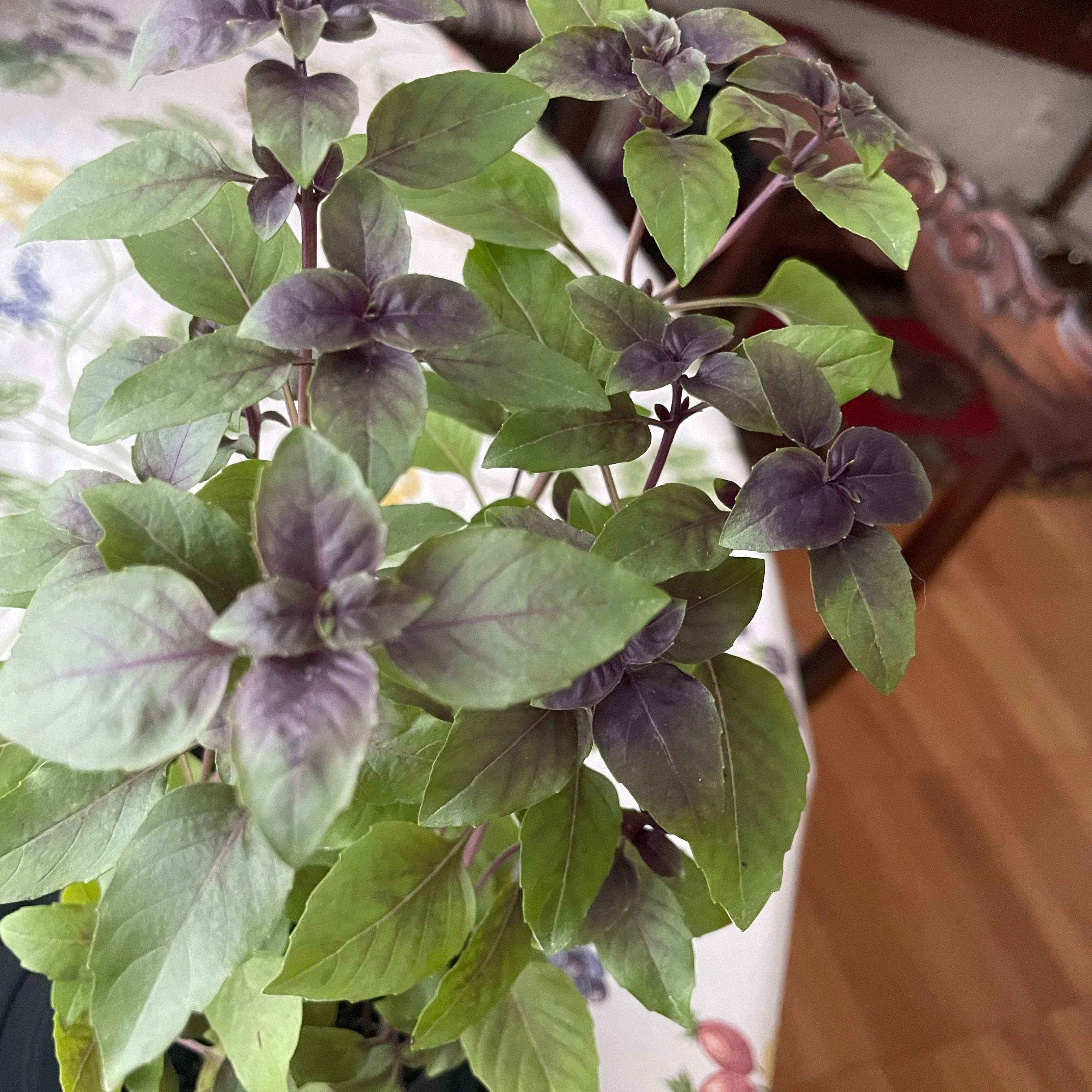 Photo of the plant species Basil Purple Ruffles by @Lorstelf named Daphne on Greg, the plant care app