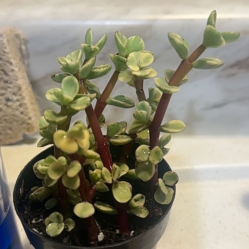 Photo of the plant species Portulacaria afra var. minima 'Lilliput' by @JocundBanana75 named Darwin on Greg, the plant care app