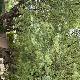 Photo of the plant species Siberian Peashrub by @ShapelyBearcorn named Bruce Lee on Greg, the plant care app