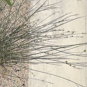 Photo of the plant species Spanish Broom by @ShapelyBearcorn named Madonna on Greg, the plant care app