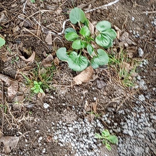 Photo of the plant species Hartweg's Wild Ginger by @GourmetSunstar named ChloroPhil on Greg, the plant care app