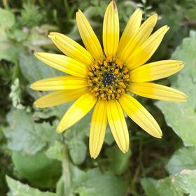 Photo of the plant species Capeweed by @VastNopalcactus named Osmo on Greg, the plant care app