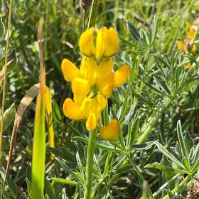 Photo of the plant species Bird's-Foot Trefoil by @VastNopalcactus named Rainier on Greg, the plant care app