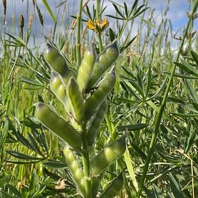 Photo of the plant species Arroyo Lupine by @VastNopalcactus named Sproutacus on Greg, the plant care app