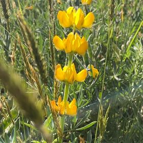 Photo of the plant species Spanish Broom by @VastNopalcactus named Coco on Greg, the plant care app