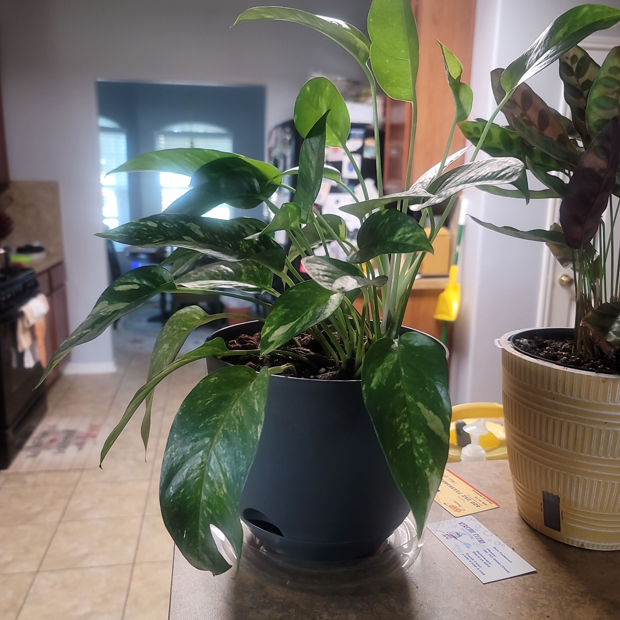 Photo of the plant species Epi Pinnatum Sunburst by @LargeFieldpansy named Harper on Greg, the plant care app