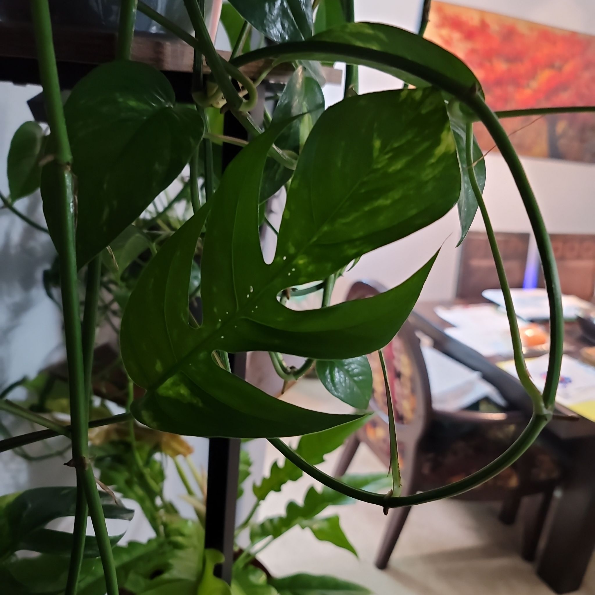 Photo of the plant species Epi Pinnatum Sunburst by @LargeFieldpansy named Harper on Greg, the plant care app