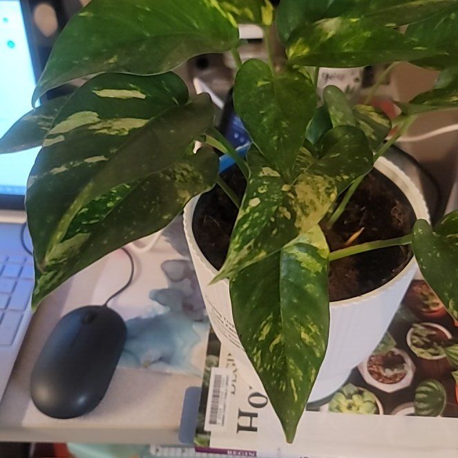 Plant care for Pothos on Greg, the plant care app