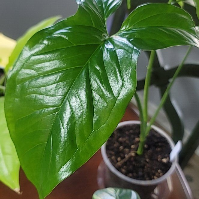 Photo of the plant species Green Nephthytis Plant by @LargeFieldpansy named Emmy on Greg, the plant care app