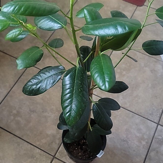 Photo of the plant species Port Jackson Fig by @LargeFieldpansy named Mochi on Greg, the plant care app
