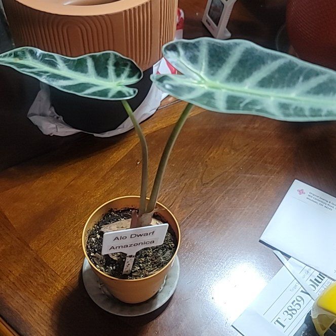 Photo of the plant species African Mask by @LargeFieldpansy named Polly Alo Dwarf on Greg, the plant care app
