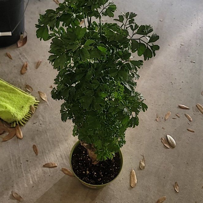 Photo of the plant species Polyscias Guilfoylei by @LargeFieldpansy named Latte on Greg, the plant care app