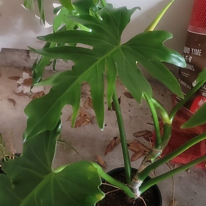 Photo of the plant species Philodendron Radiatum by @LargeFieldpansy named Randi on Greg, the plant care app