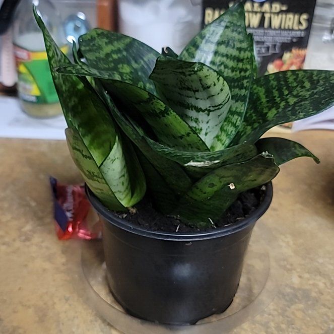 Photo of the plant species Sansevieria trifasciata hahnii 'Ocean Star' by @LargeFieldpansy named Honey on Greg, the plant care app