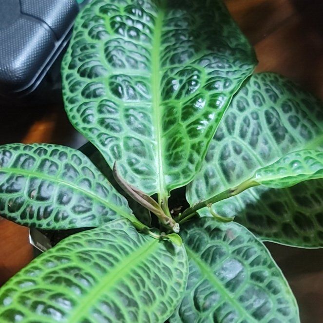 Photo of the plant species Labisia by @LargeFieldpansy named ChloroPhil on Greg, the plant care app