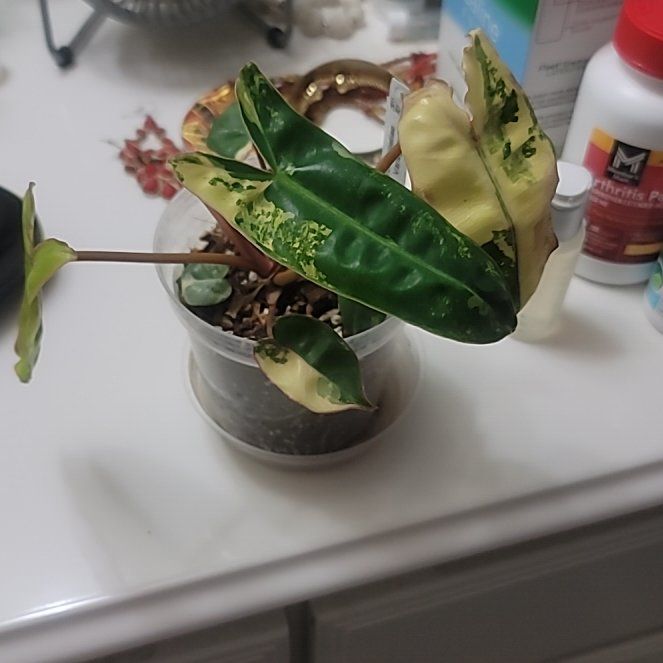 Photo of the plant species Variegated Philodendron Billietiae by @LargeFieldpansy named Venus on Greg, the plant care app