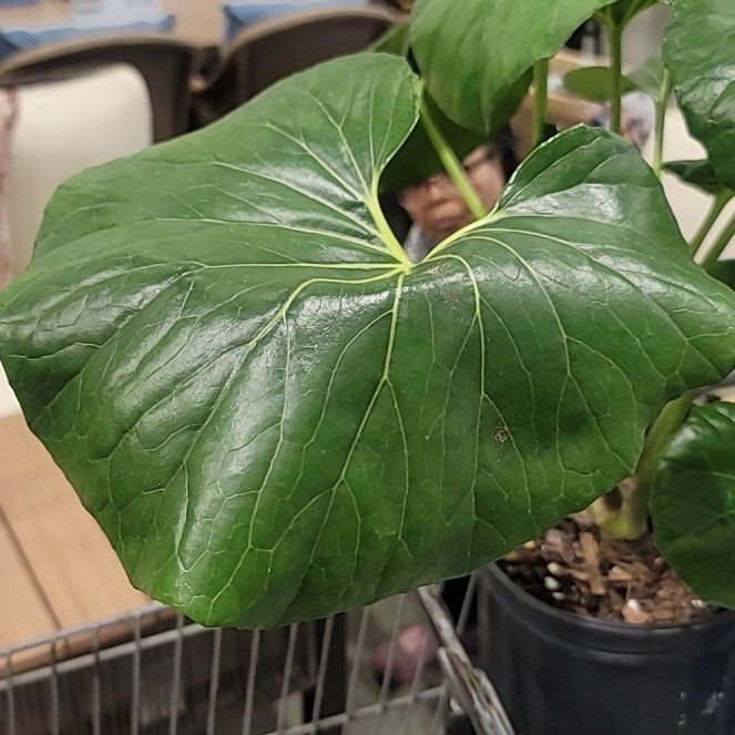Photo of the plant species Tractor Seat Plant by @LargeFieldpansy named Aria on Greg, the plant care app