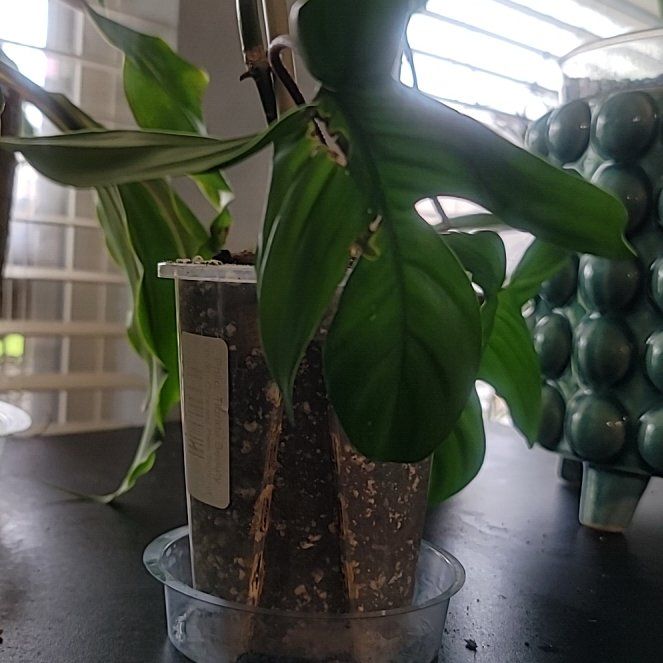 Photo of the plant species Philodendron 'Florida Beauty' by @LargeFieldpansy named Florida on Greg, the plant care app