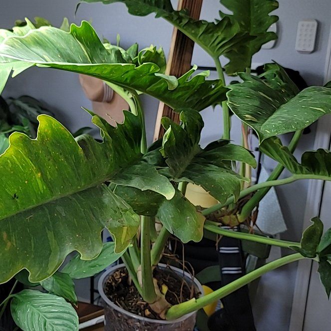 Photo of the plant species Philodendron Ring Of Fire by @LargeFieldpansy named Beast on Greg, the plant care app
