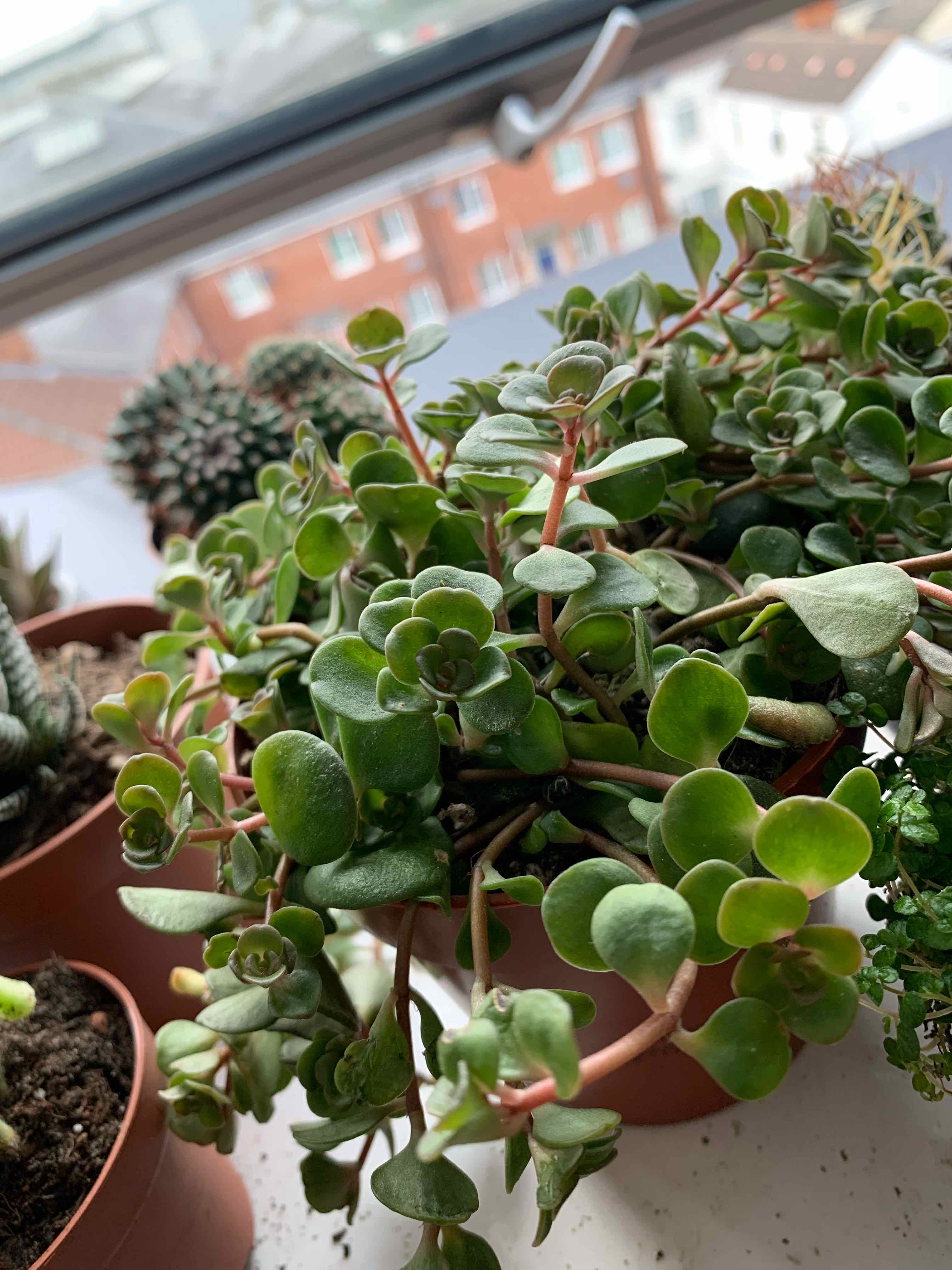 Chinese Sedum plant in a pot on a windowsill with other plants in the background.