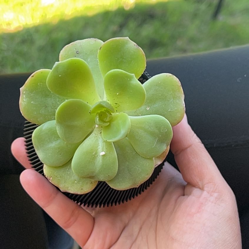 A healthy Palmer's Sedum succulent held by a hand, with green fleshy leaves.