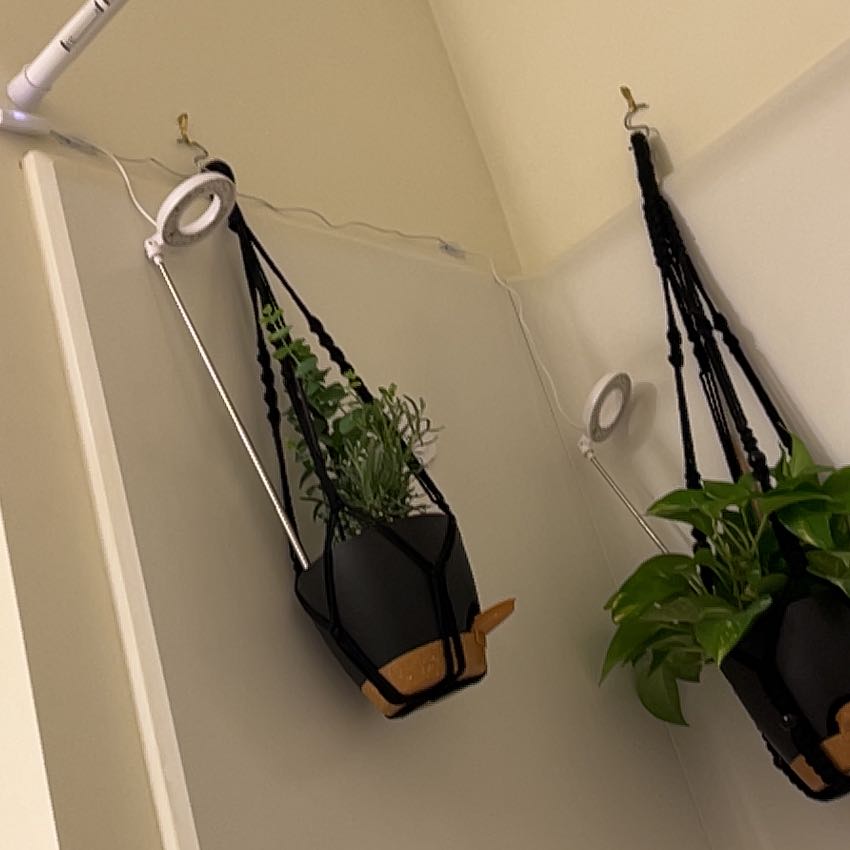 Photo of the plant species Florist Silver Dollar by @EclecticMangeao named Sanders on Greg, the plant care app