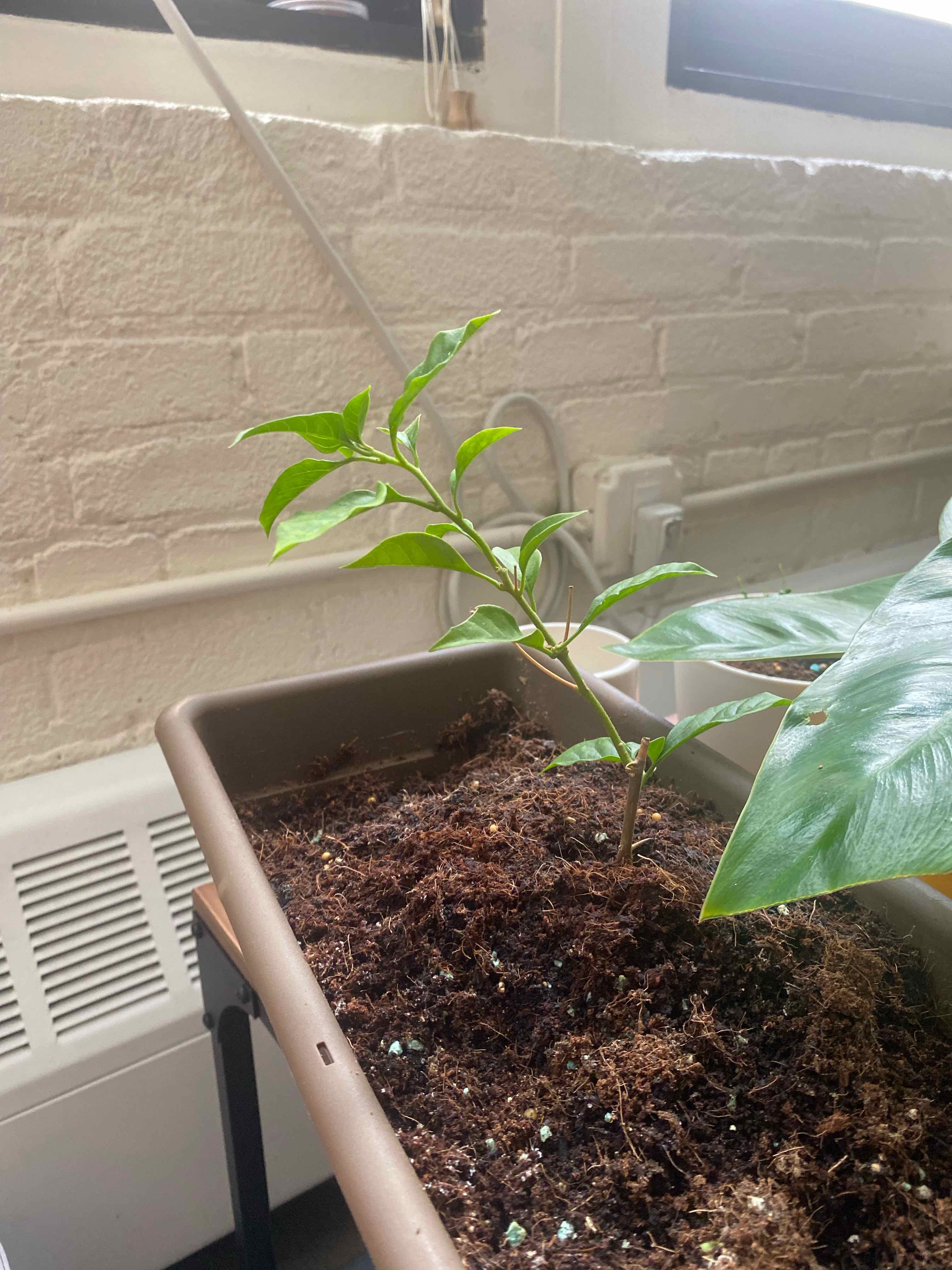 Plant care for Barbara Karst Bougainvillea on Greg, the plant care app