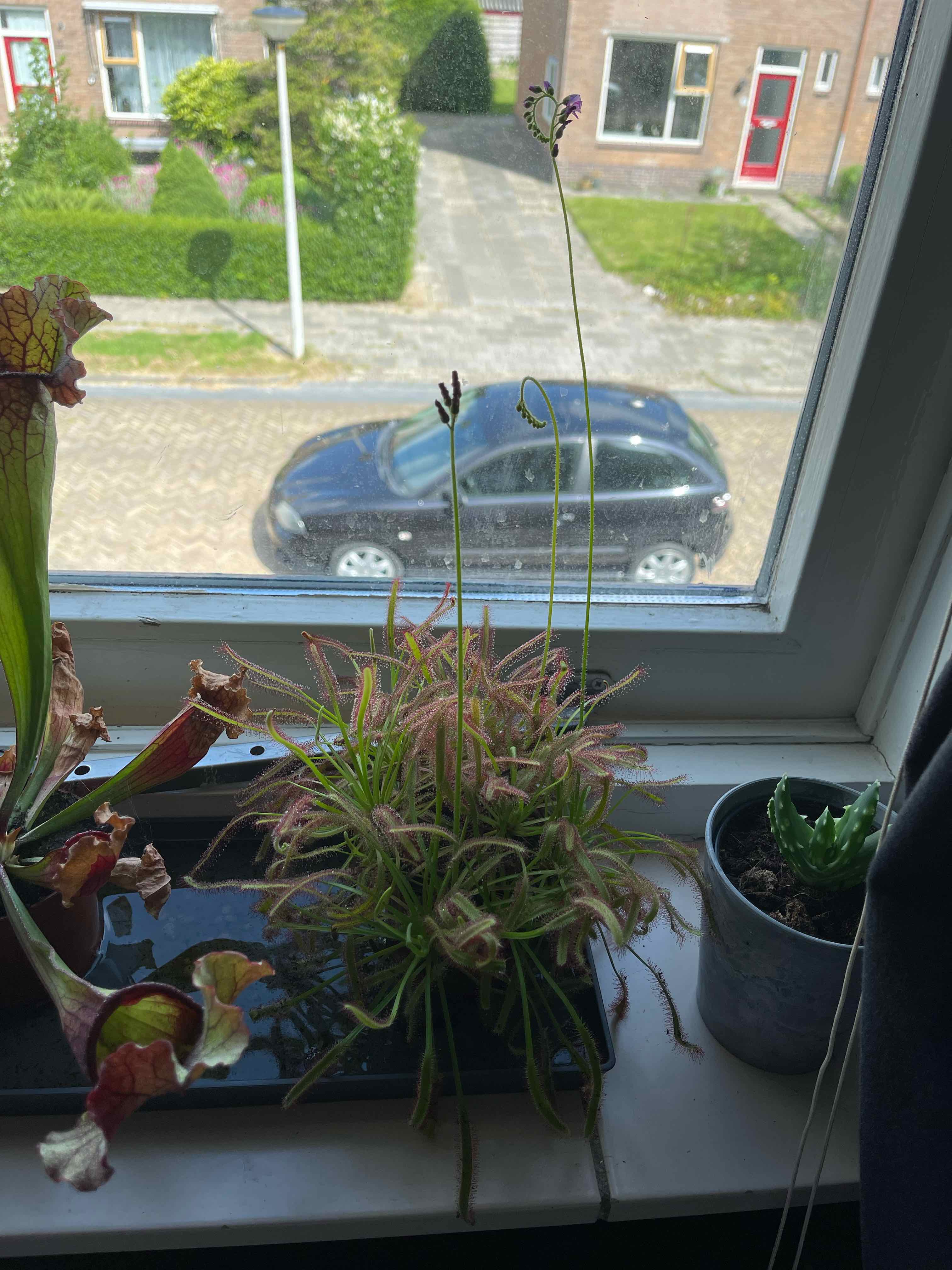Cape Sundew plant on a windowsill with visible soil and some leaf discoloration.