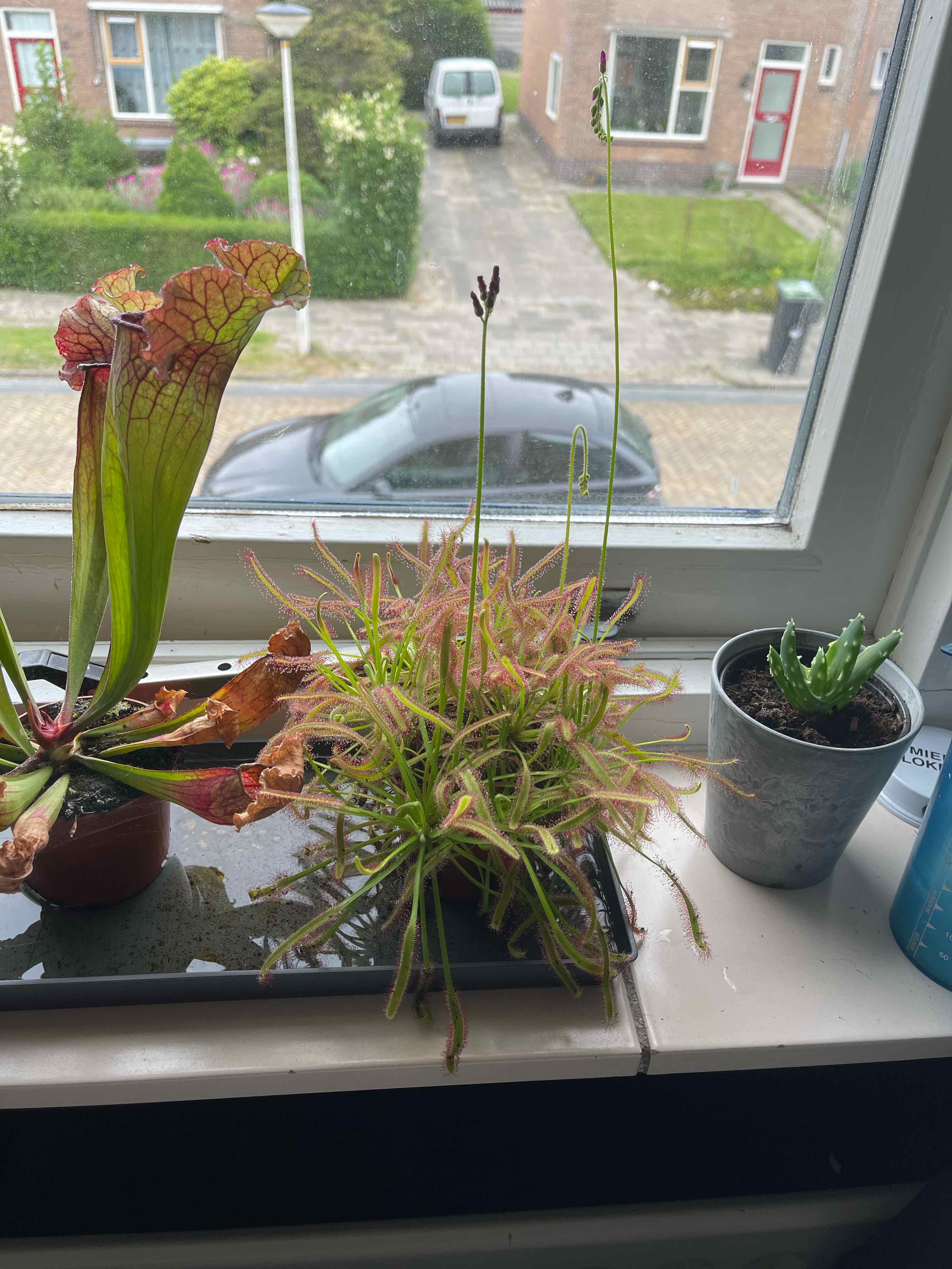 Cape Sundew plant on a windowsill with other plants, healthy and well-framed.