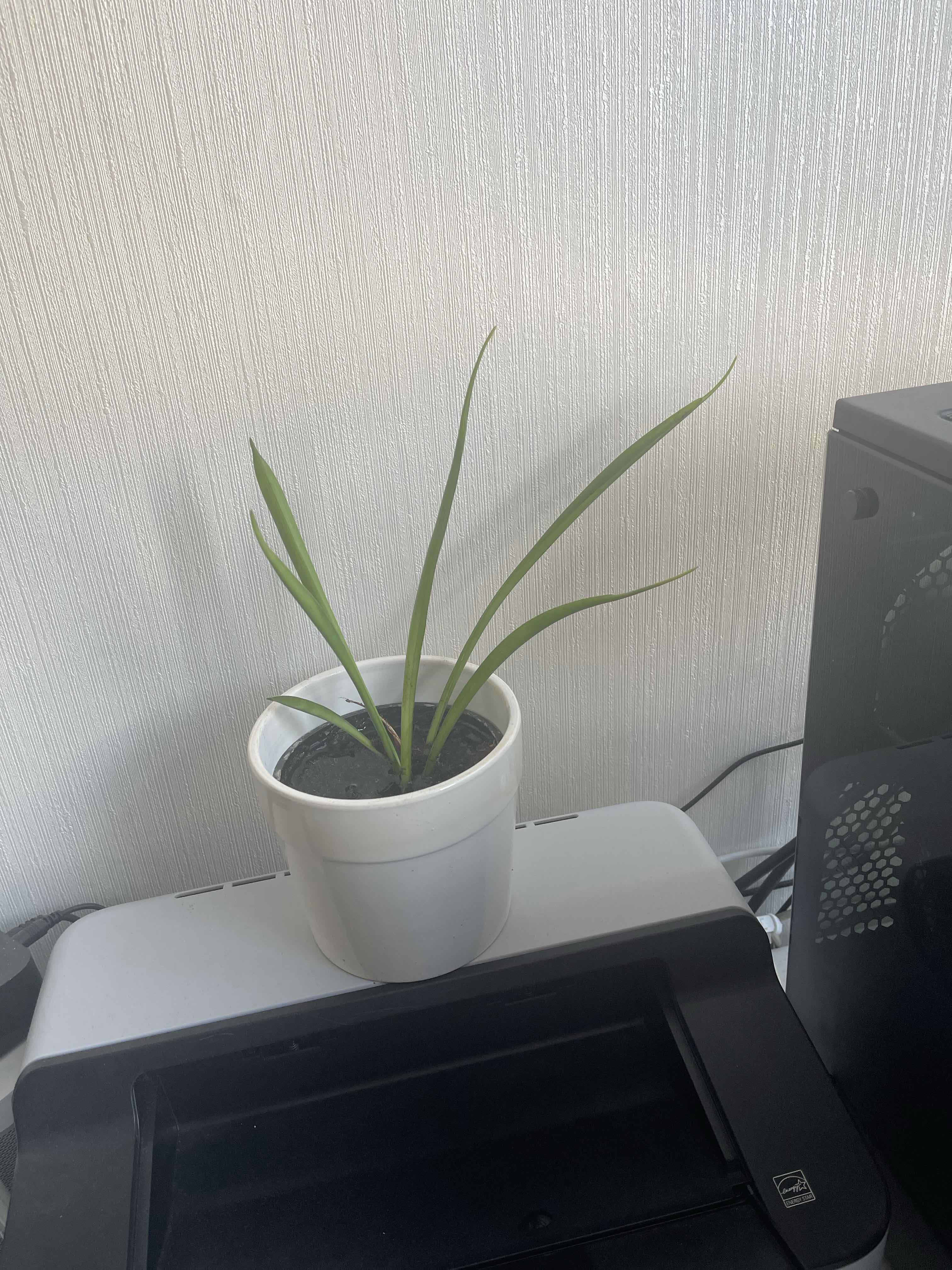 Potted Paperwhite plant with long green leaves placed on a printer.