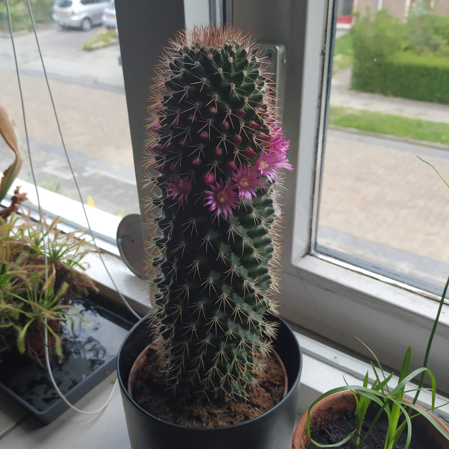 Mammillaria backebergiana cactus with pink flowers on a windowsill.