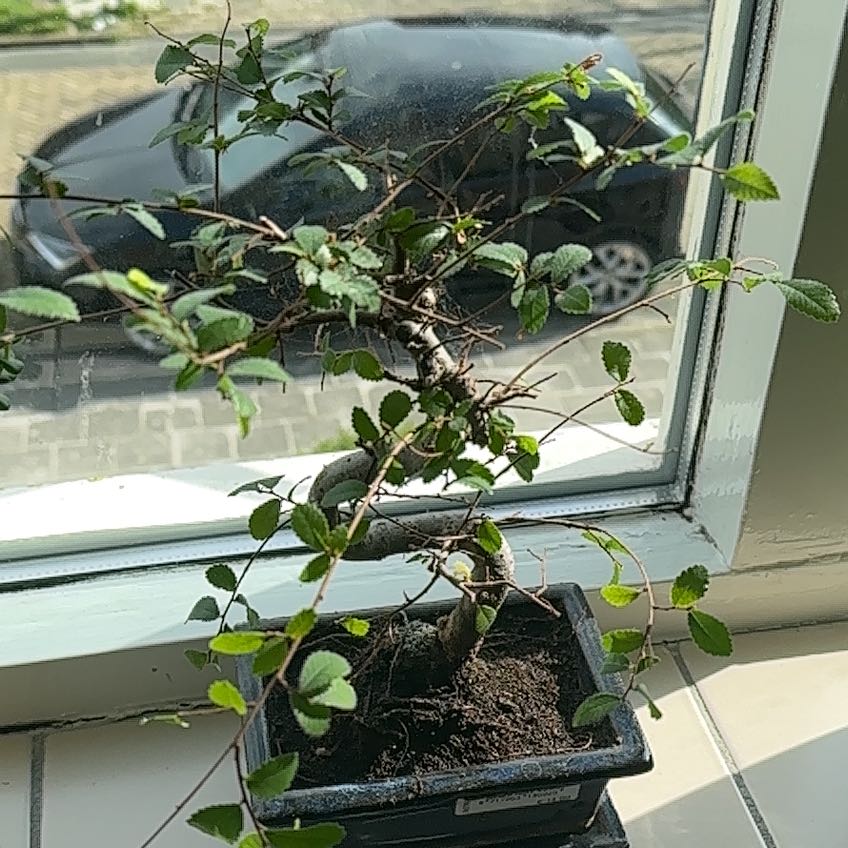 Healthy Chinese Elm bonsai tree with twisted trunk and vibrant green leaves, growing in a shallow rectangular pot on a sunny windowsill.