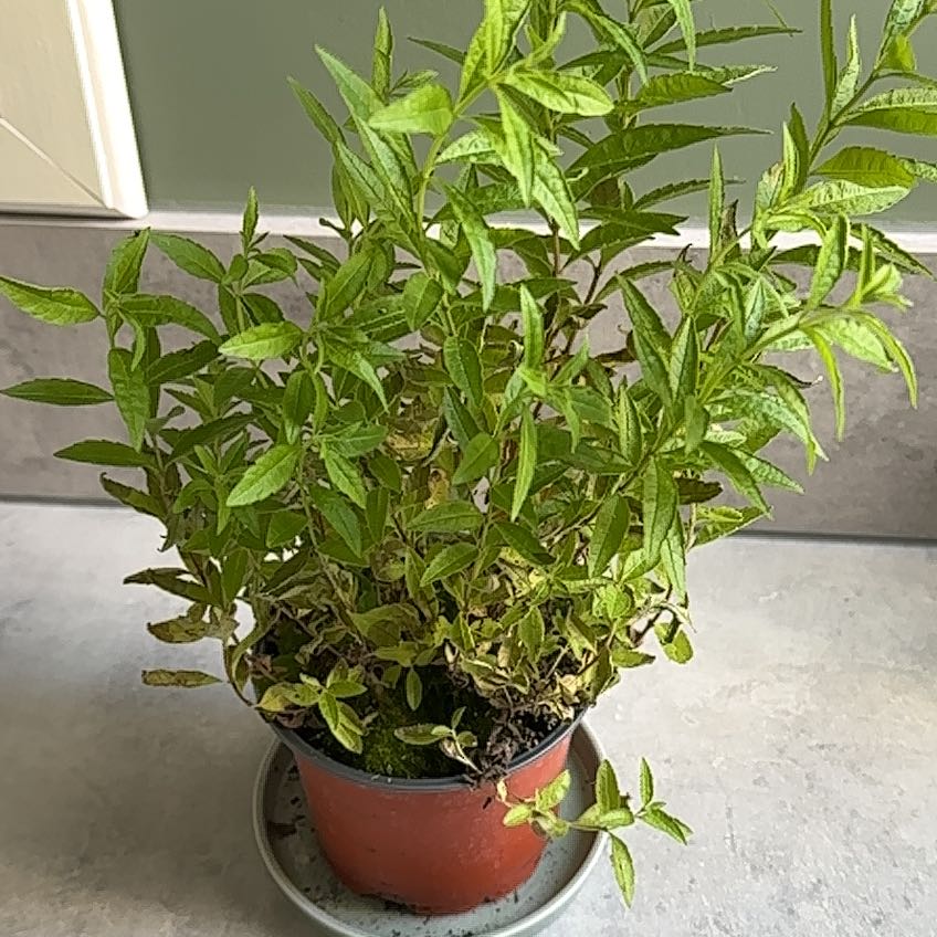 Photo of the plant species lemon verbena by @TwanBlack named Foxxy on Greg, the plant care app