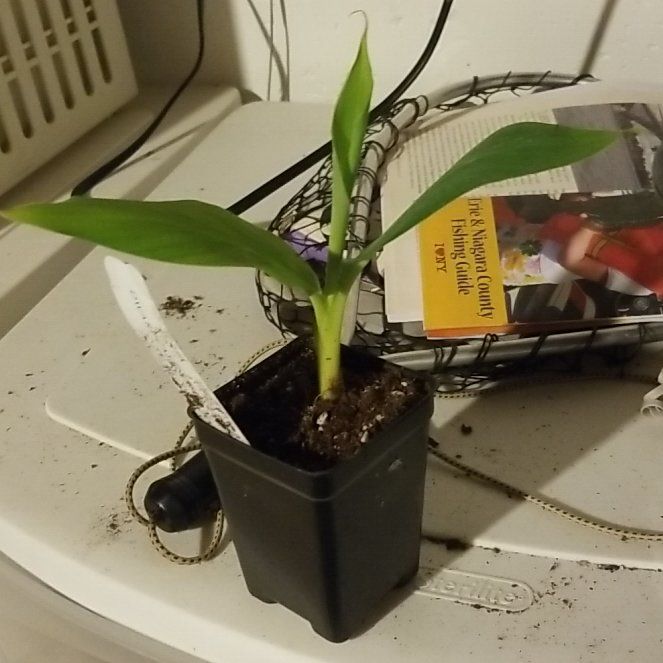 Photo of the plant species Dwarf Cavendish Red Banana by @DollLentil8 named Mando on Greg, the plant care app