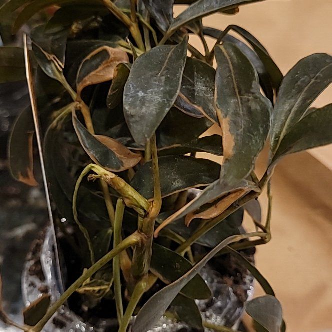 Photo of the plant species Moondrop Dwarf Umberlla Tree by @ZingSweetyarrow named Drake on Greg, the plant care app