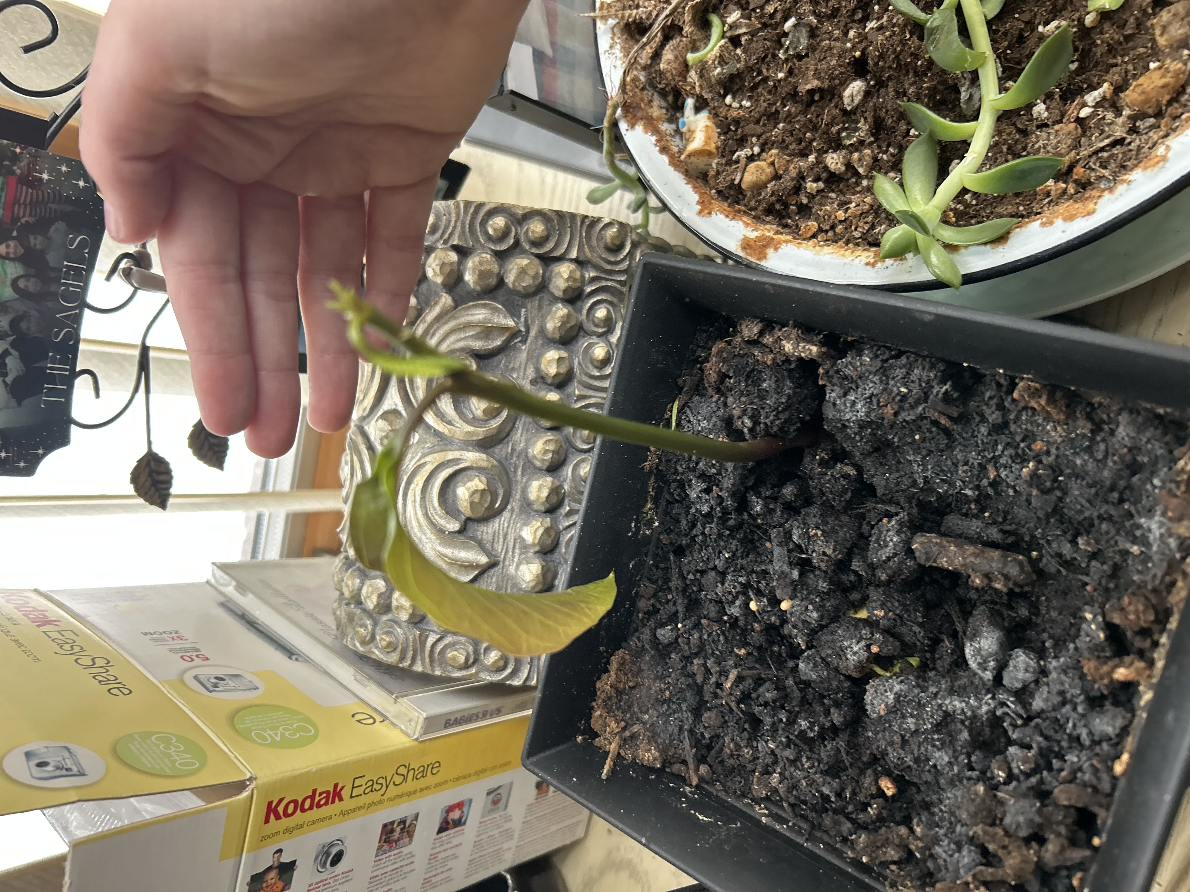 Do you know why my plant is growing slowly