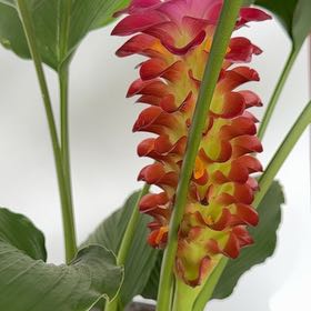 Photo of the plant species Hanging Lobster Claw by @ImmenseSuncup95 named Willow on Greg, the plant care app