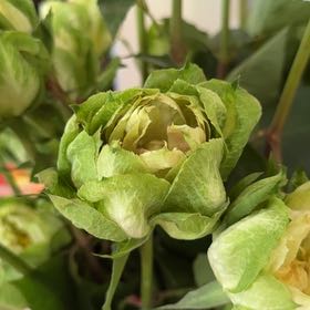 Photo of the plant species Bearsfoot Hellebore by @ImmenseSuncup95 named Bodhi on Greg, the plant care app