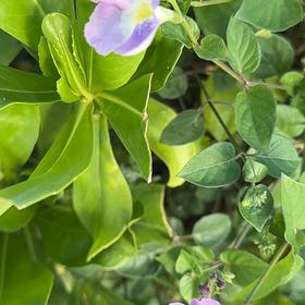 Photo of the plant species Chinese Violet by @ImmenseSuncup95 named Zion on Greg, the plant care app