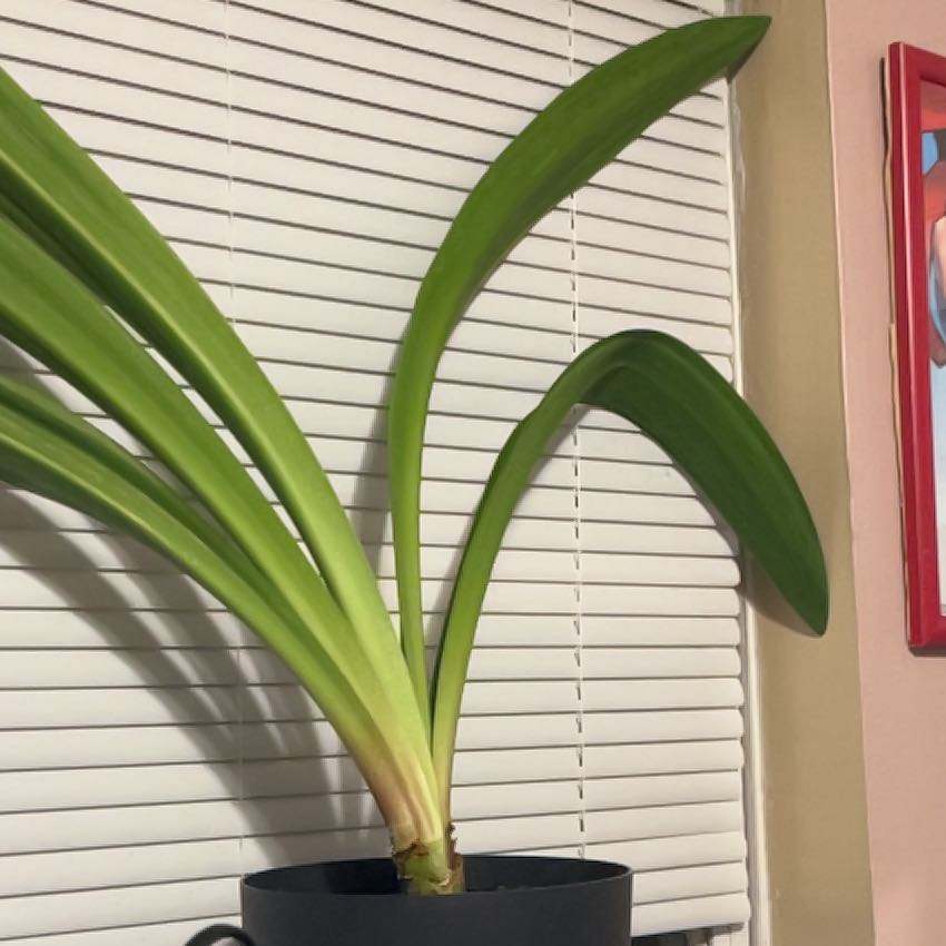 Photo of the plant species Striped Barbados Lily by @GoldYellowficus named Rihanna on Greg, the plant care app