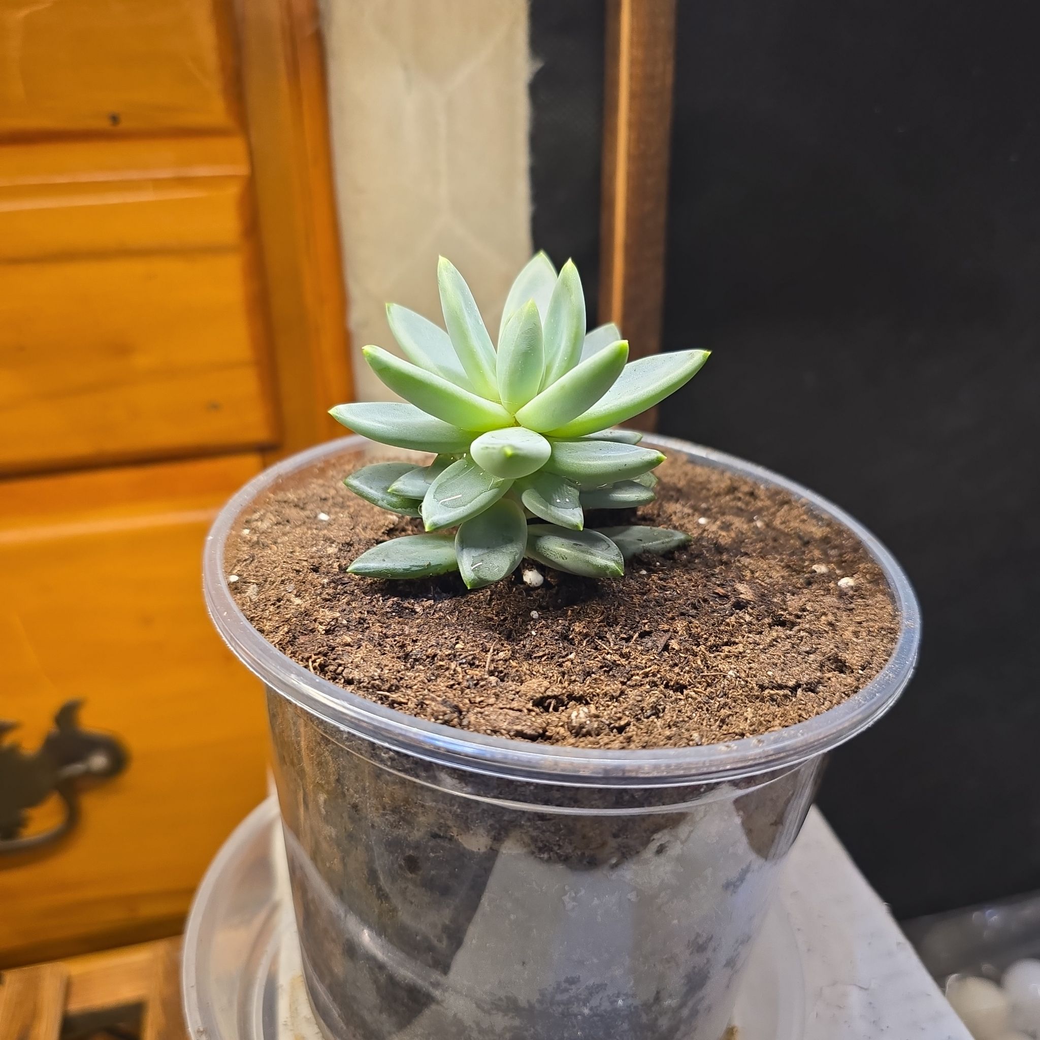 Photo of the plant species Graptosedum 'Darley Sunshine' by @ManyBarrenbrome named Zion on Greg, the plant care app
