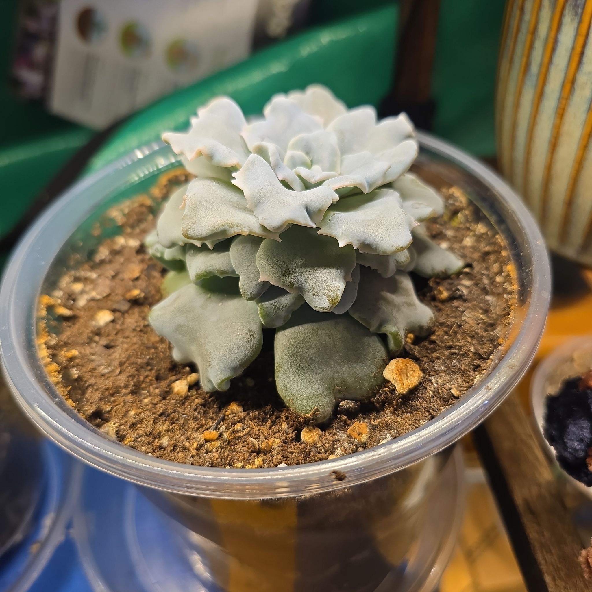 Photo of the plant species Echeveria Crispate Beauty by @ManyBarrenbrome named Rosa on Greg, the plant care app