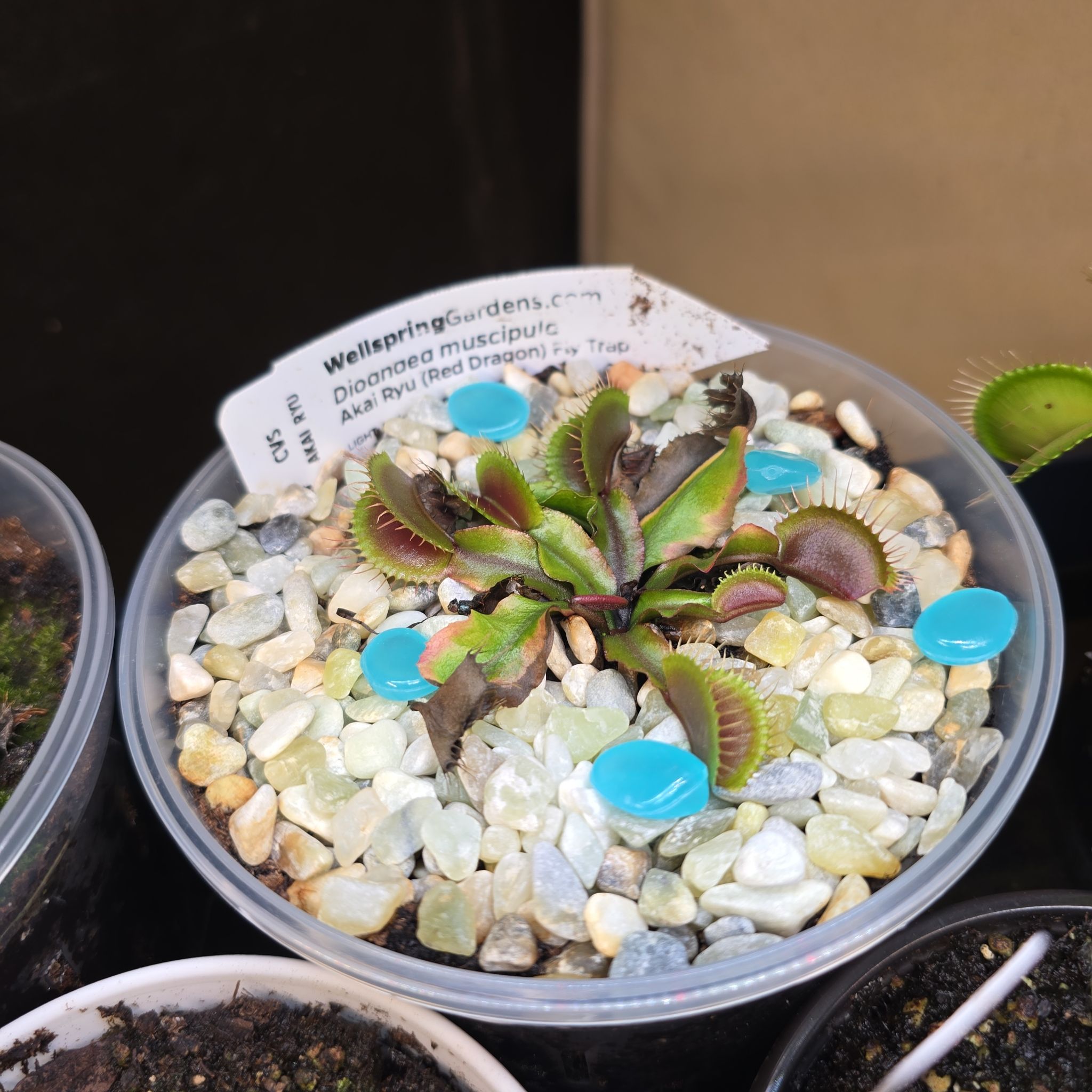 Photo of the plant species Red Dragon Fly Trap by @ManyBarrenbrome named Big Red on Greg, the plant care app
