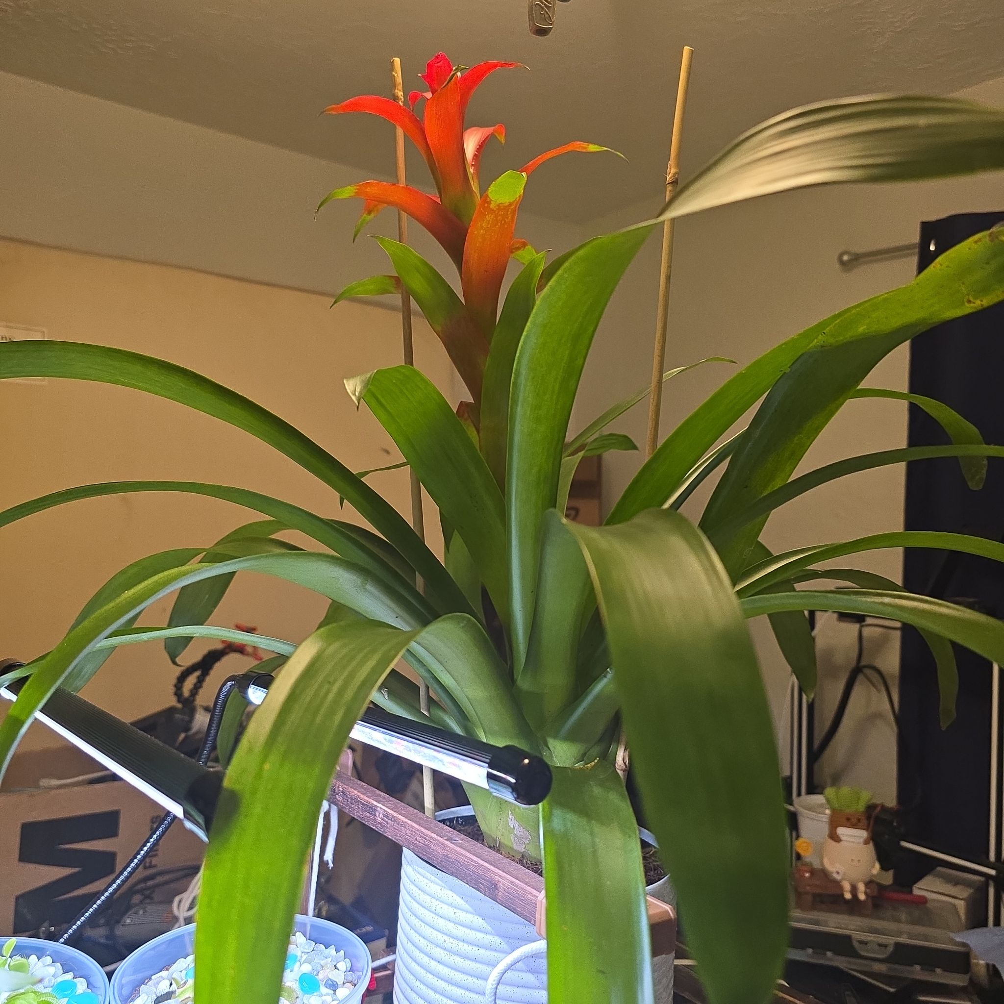 Photo of the plant species Blooming bromeliad by @ManyBarrenbrome named Messi on Greg, the plant care app