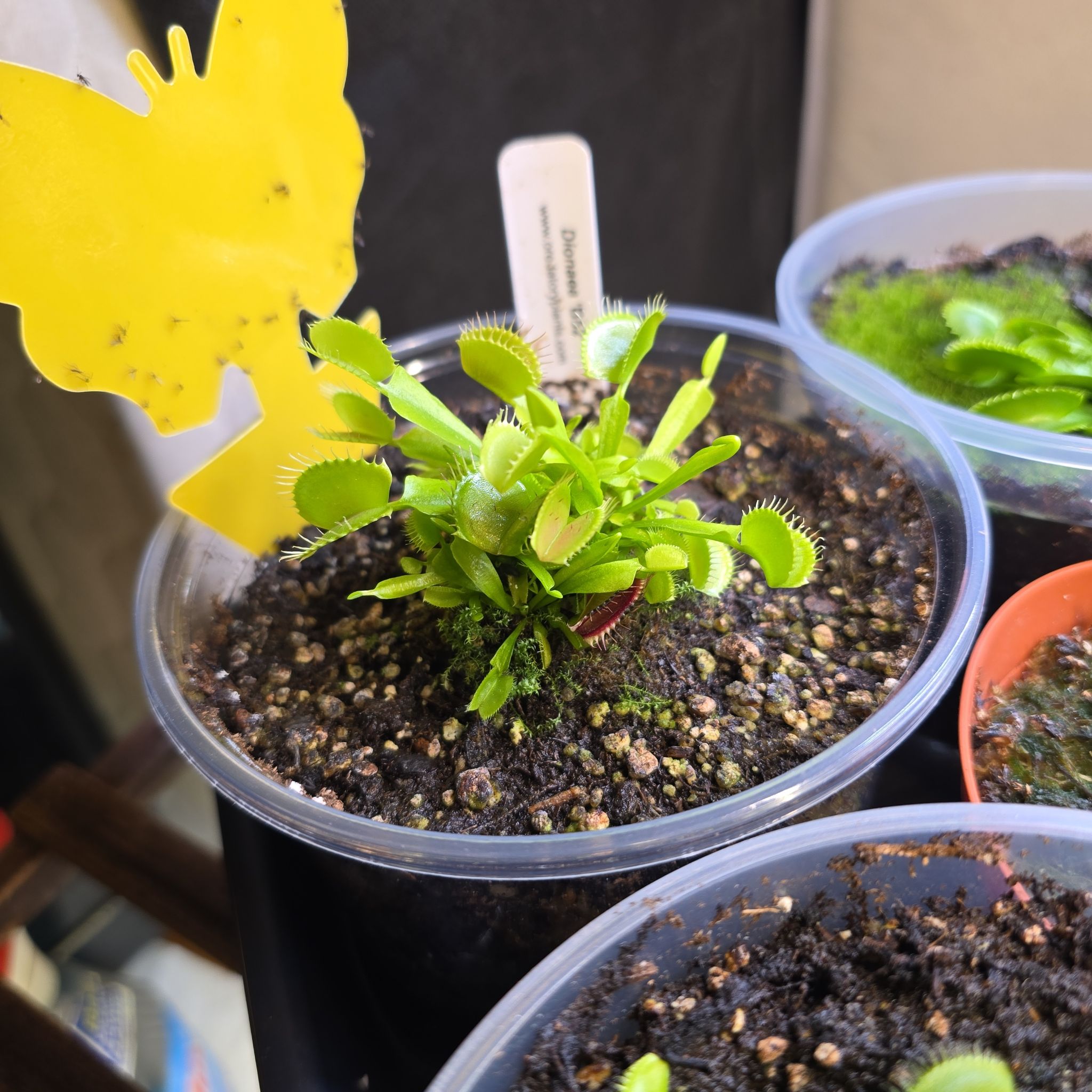 Photo of the plant species Dionaea muscipula 'B-52' by @ManyBarrenbrome named Love shack on Greg, the plant care app