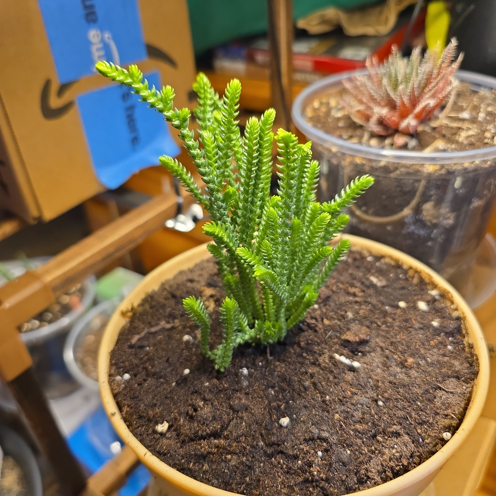 Photo of the plant species Princess Pine by @ManyBarrenbrome named Fonzy on Greg, the plant care app